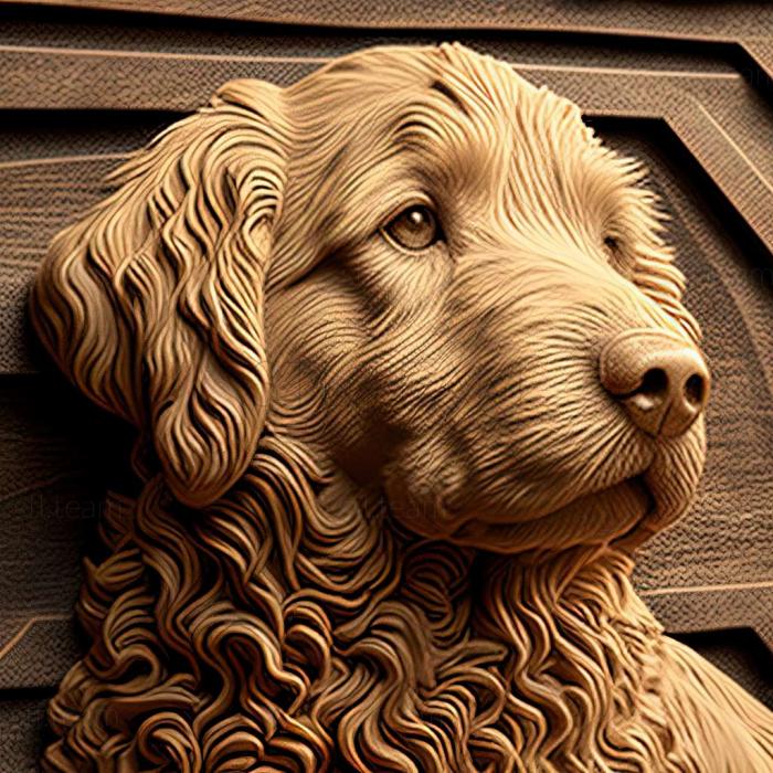 Animals Curly  haired retriever dog